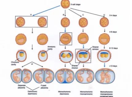Figure 6. Mechanism of monozygotic twinning. Black and 12 days, the amnion and amnionic cavity form above the germinal disc
