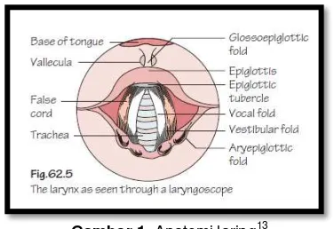 Gambar 1. Anatomi laring13 