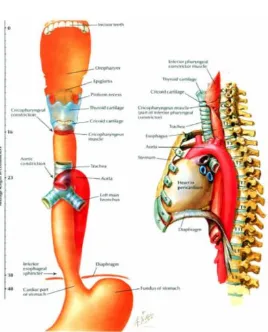 Gambar 1: Anatomi esofagus dan jarak penyempitan  pada esofagus dari inscisivus atas.11 