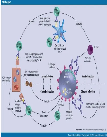 Gambar 3. Interaksi virus dengan imun pejamu selama infeksi HCV akut dan kronik.18 