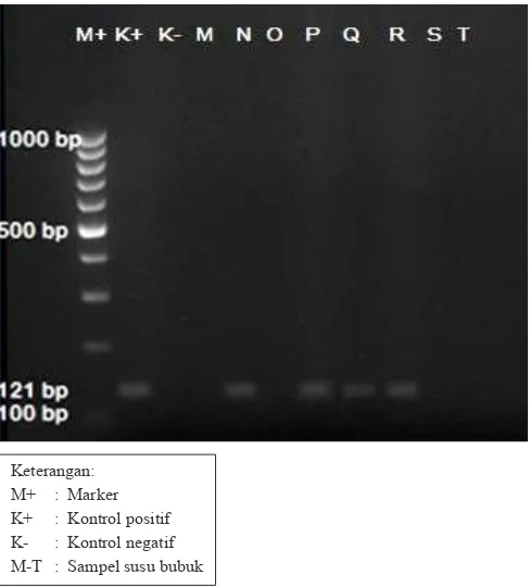 Tabel 5. Hasil ampliikasi DNA dengan primer CaMV 35S promotor dan gen EPSPS-CP4