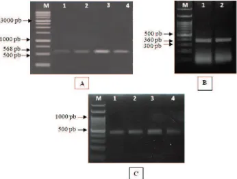 Tabel 3. Rerata konsentrasi (μg ml-1) dan kemurnian RNA sampel daun lada, tembakau dan tomat menggunakan metodeekstraksi dsRNA secara sederhana dan kit komersial 
