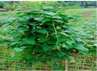 Gambar 2.1 Tanaman Kecipir 