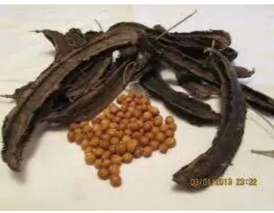 Gambar 2.3 Buah Kecipir Muda 