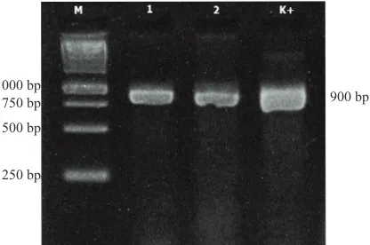 Figure 1. Molecular test of artificially inoculated of Pantoea