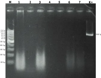 Figure 5. Molecular test of bacterial isolates from leaf isolation, 1=P115, 2=P122, 3=P124, 4=P131, 5=P132, 6=P133,7=P135; M=100 bp DNA ladder, K+ = positive control