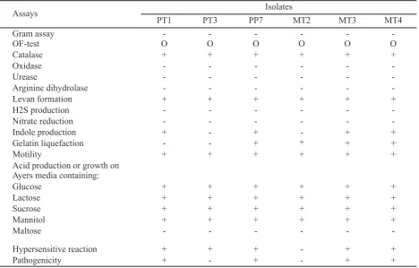 Figure 2. Phylogenetic tree showing the relationship of the leaf blight bacterial isolates and the closely related strainsavailable in the GenBank; on the basis of the alignment of gyrB gene sequences, a phylogenetic tree wasconstructed using the neighbor-