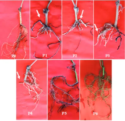 Gambar 2. Gejala kerusakan pada akar lada yang diinokulasi dengan Fusarium solani dan Meloidogyne incognita padaberbagai kombinasi perlakuan; tanda panah menunjukkan gejala puru akar yang terbentuk; (P0) bibit tidakdiinokulasi (kontrol), (P1) bibit diinoku