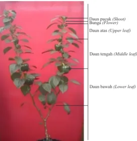 Gambar 1.  Bagian  tanaman  yang  diamati 