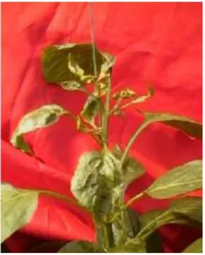 Gambar 2.  Kerusakan  tanaman  paprika  akibat  serangan  trips  (Plant 