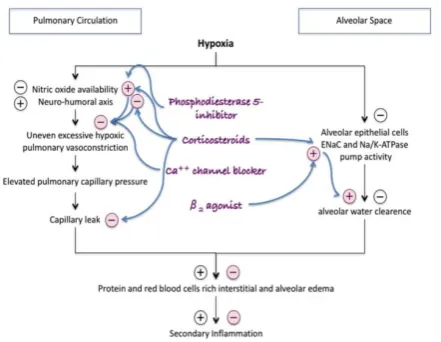 Gambar 2. Mekanisme kerja obat (21) 