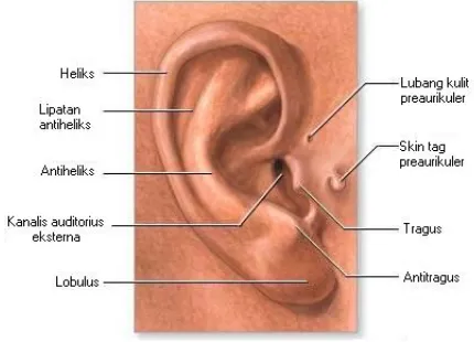 Gambar 1. Anatomi system pendengaran2