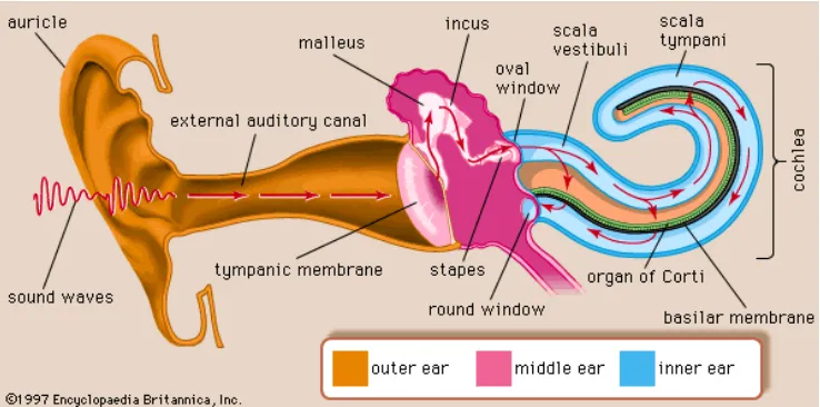 Gambar 5. Fisiologi pendengaran2