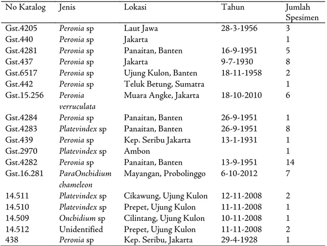 Tabel 1. Daftar koleksi spesimen siput suku Onchidiidae di Museum Zoologi Bogor
