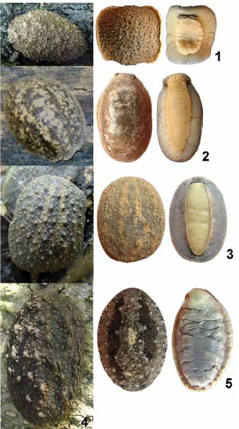 Gambar 1. 1) Onchidium sp1. 2) Tidak diketahui marganya. 3) Platevindex sp1. 4) Platevindex sp2