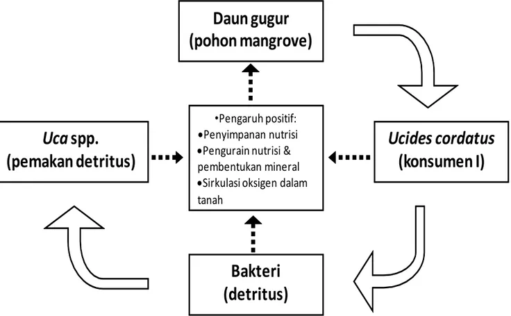 Gambar 3. Model alur perpindahan nutrisi (digambar ulang dari Kochl &amp; Wolff, 2002)Daungugur(pohonmangrove) Ucides cordatus(konsumenI)Bakteri(detritus)Uca spp.(pemakandetritus)•Pengaruh positif:•Penyimpanan nutrisi•Pengurain nutrisi &amp; pembentukan mi