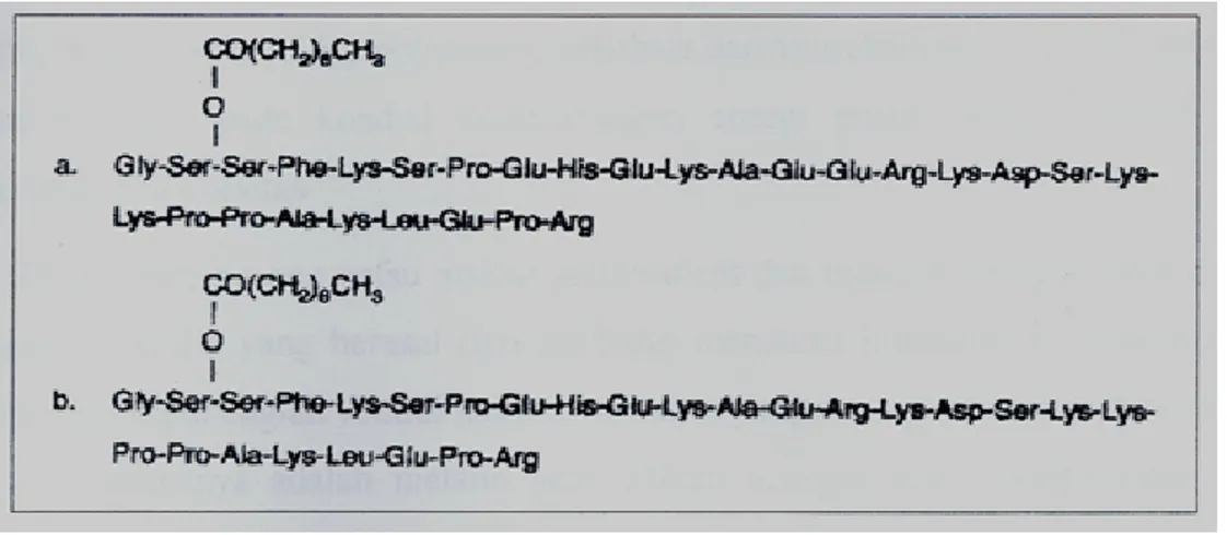 Gambar 6. sekuen asam amino dari ghrelin-28 tikus (a) dan des-Gln 14 -ghrelin (b)  (12) 
