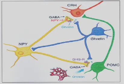 Gambar 7. Ghrelin meningkatkan ekspresi NPY. Ghrelin juga menyebabkan  peningkatan frekuensi GABAergik inhibitory postsynaptic currents ke POMC,  dimana GABA tersebut berasal dari neuron NPY  (3) 