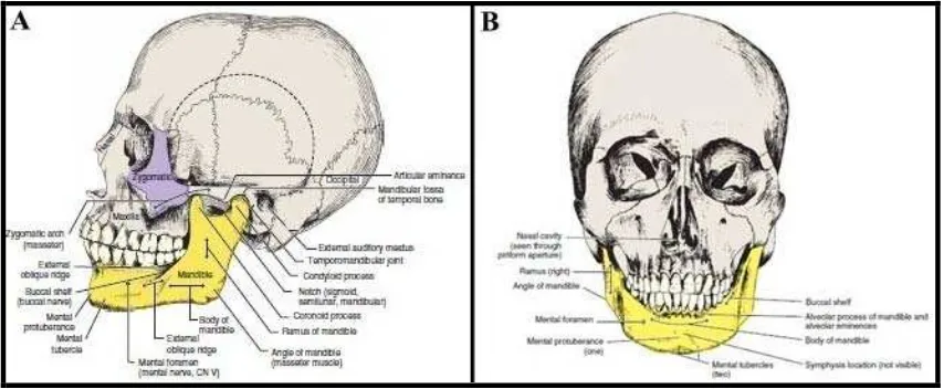 Gambar 1. A. Anatomi mandibula aspek lateral, B. Aspek Frontal 7 