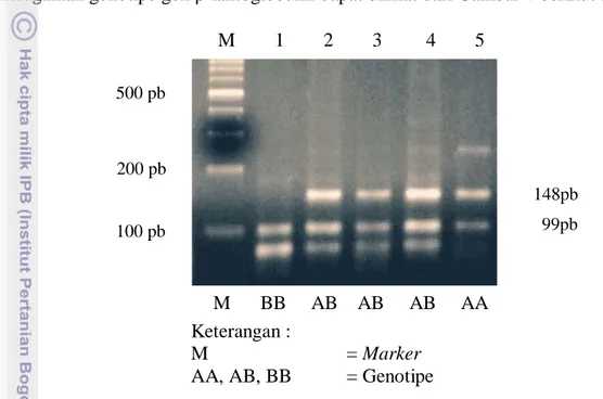 Gambar 3. Posisi Penempelan Primer (cetak tebal) pada Sekuen Gen β-laktoglobulin   nomor  akses  GenBank  X14710