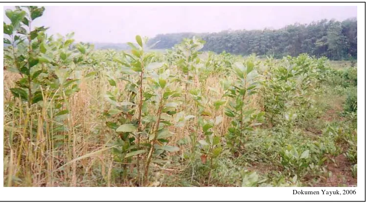 Gambar 9. Kondisi tanaman A. mangium dan padi huma dalam kerjasama 