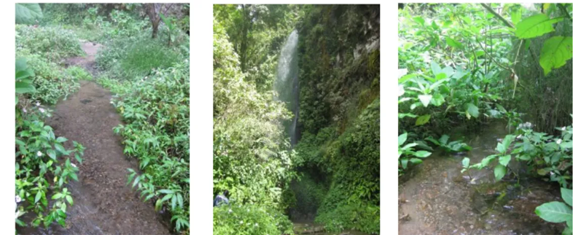 Gambar 5  Kondisi habitat di daerah Curug Cibeureum . 