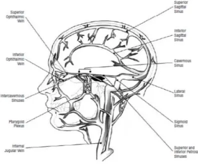 Gambar 1. Potongan koronal sinus kavernosus9