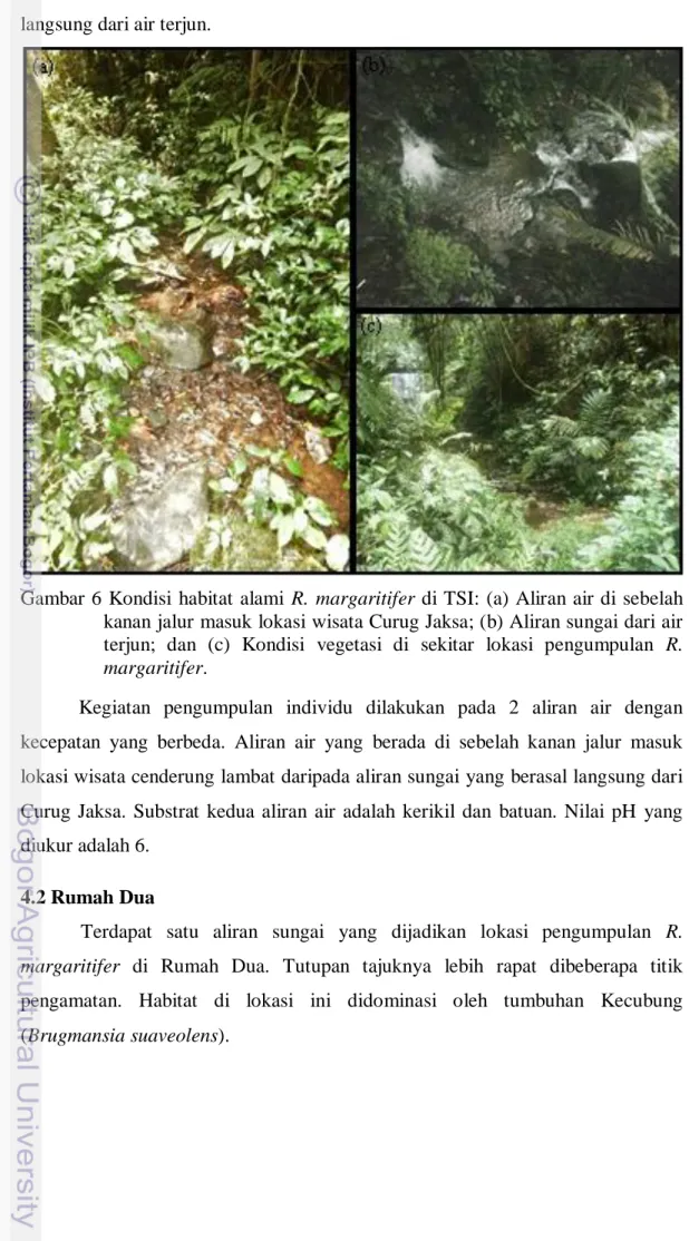 Gambar 6  Kondisi  habitat alami  R. margaritifer  di TSI:  (a) Aliran air di sebelah  kanan jalur masuk lokasi wisata Curug Jaksa; (b) Aliran sungai dari air  terjun;  dan  (c)  Kondisi  vegetasi  di  sekitar  lokasi  pengumpulan  R