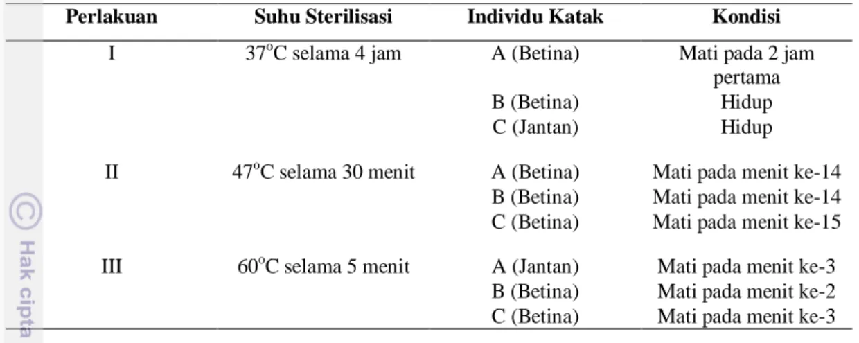 Gambar 8 Kondisi R. margaritifer setelah sterilisasi. 