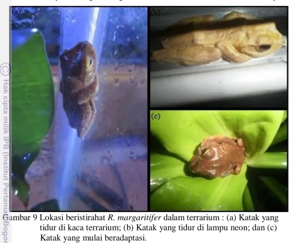 Gambar 9 Lokasi beristirahat R. margaritifer dalam terrarium : (a) Katak yang                    tidur di kaca terrarium; (b) Katak yang tidur di lampu neon; dan (c)                    Katak yang mulai beradaptasi