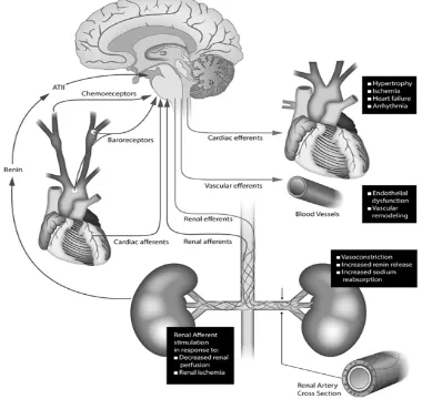 Gambar 1 Hubungan ginjal dengan organ target dalam sistem saraf simpatis1 