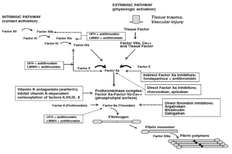 Gambar 1. Kaskade koagulasi dan peranan antikoagulan8 