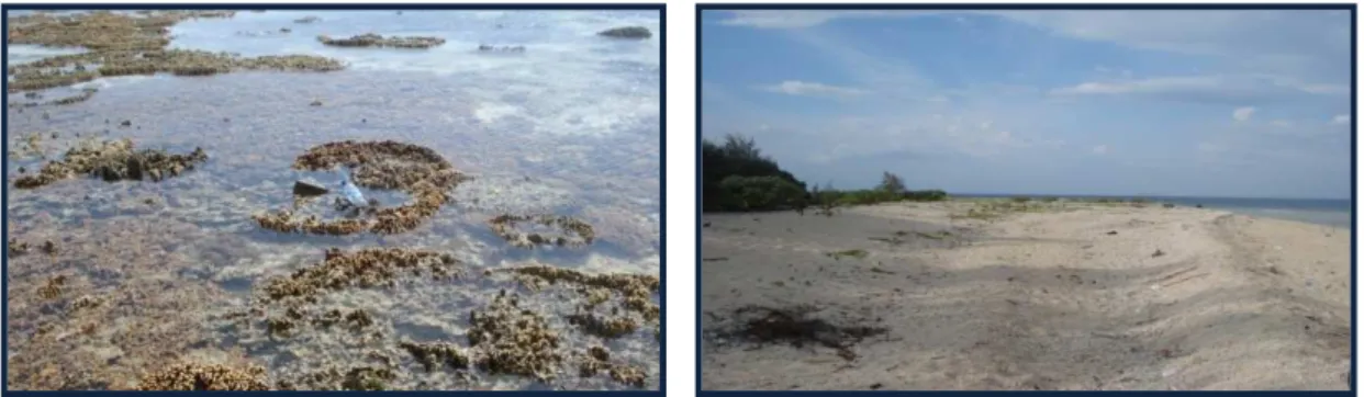 Foto 1. Terumbu karang mati sebagai inti pulau        Foto 2. Undak-undak pantai hasil endapan      Kodingareng  Keke, mengalami erosi           gelombang pada munson timur di bagian     sepanjang tahun oleh aktivitas   gelombang    timur pulau