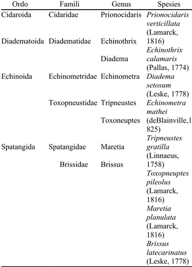 Tabel 1. Komposisi jenis Echinoidea di zona intertidal  Pantai Jeding Taman Nasional Baluran 