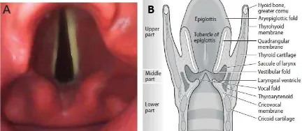 Gambar 1. Anatomi laring. A.Laring dilihat dari superior B. Laring potongan koronal dilihat dari posterior.14,15  
