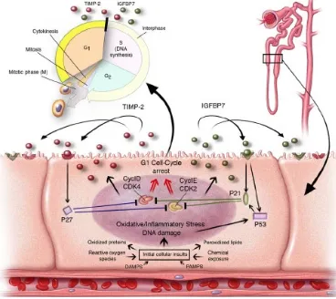 Gambar 3. Proses G1 Cell-Cycle arrest.13 