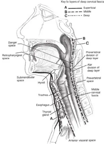 Gambar 1. Penampang leher pada orofaring  1 , ruang parapharyngeal : 2 , ruang karotis ; 3 , ruang retropharyngeal: 4 , ruang bahaya; 5 , ruang prevertebral ; AD, divisi alar lapisan dalam; PO , divisi prevertebral  lapisan dalam.4  