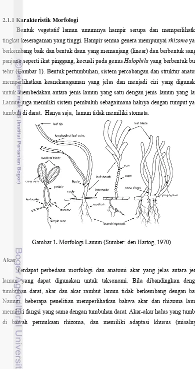 Gambar 1. Morfologi Lamun (Sumber: den Hartog, 1970) 