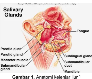 Gambar 1. Anatomi kelenjar liur 1 