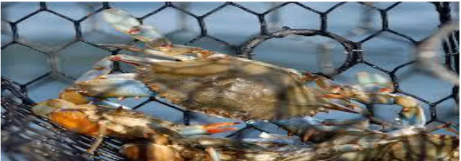 Gambar 1.Kepiting Rajungan