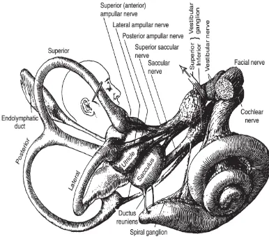 Gambar 1. Anatomi Kanalis Semisirkularis.6 