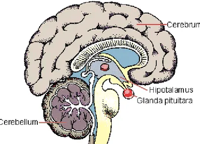 Gambar 1. Hipotalamus 