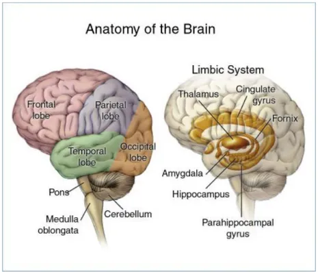 Gambar 2. Sistem limbik 
