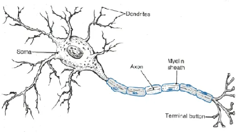Gambar 3. Sel saraf 