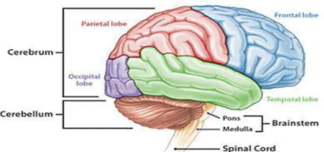 Gambar 2.3 Anatomi Lobus-lobus Otak 