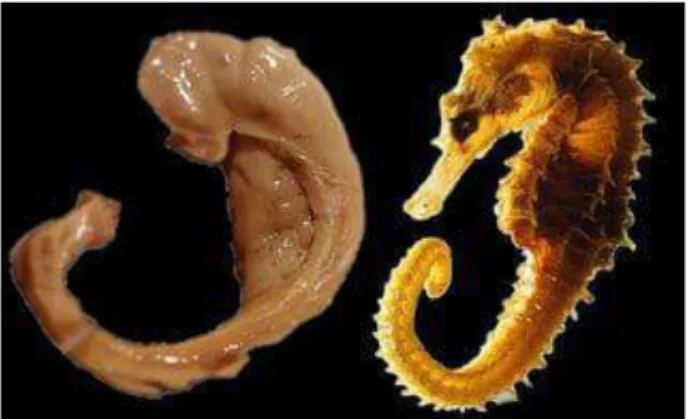 Gambar 2.5 Hyppocampus  (Perbandingan hippocampus dan kuda laut) 