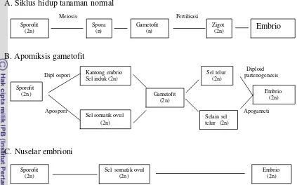 Gambar 3. Perbandingan siklus hidup tanaman normal (A); apomiksis gametofit (B); 