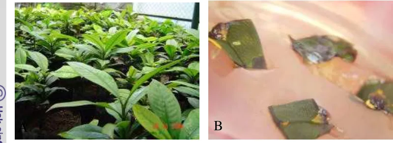 Gambar 7.  Bahan tanaman untuk organogenesis langsung.  Bibit manggis (A),  