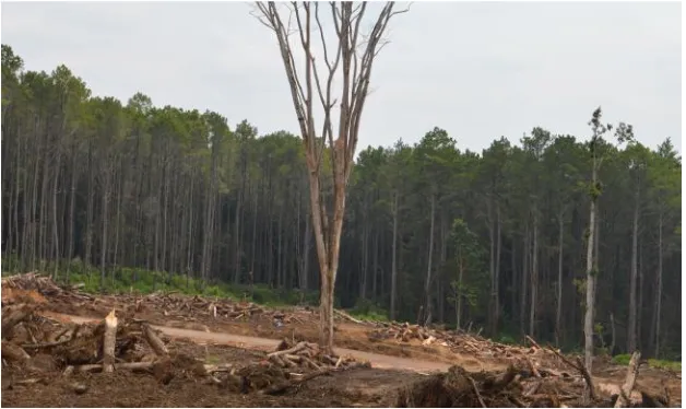 Gambar 2. 11. Papan Pinus yang digunakan untuk membantu proses konstruksi  