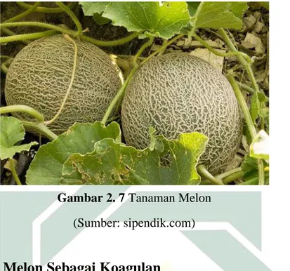 Gambar 2. 7 Tanaman Melon  (Sumber: sipendik.com) 